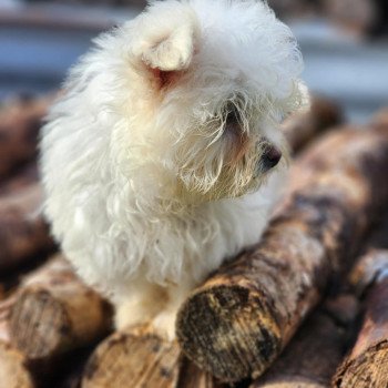 chiot Coton de tulear villow du royaume des p'tits loups Élevage du Royaume des P'tits Loups