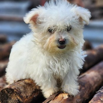 chiot Coton de tulear villow du royaume des p'tits loups Élevage du Royaume des P'tits Loups