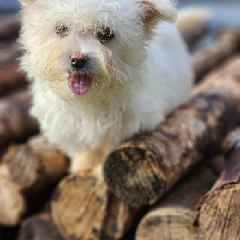 chiot Coton de tulear villow du royaume des p'tits loups Élevage du Royaume des P'tits Loups