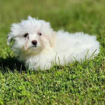 chiot Coton de tulear vita du royaume des p'tits loups Élevage du Royaume des P'tits Loups