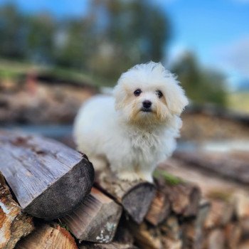 chiot Coton de tulear vita du royaume des p'tits loups Élevage du Royaume des P'tits Loups