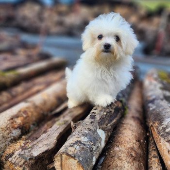 chiot Coton de tulear vita du royaume des p'tits loups Élevage du Royaume des P'tits Loups