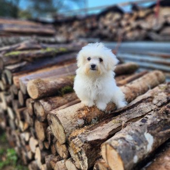 chiot Coton de tulear vita du royaume des p'tits loups Élevage du Royaume des P'tits Loups