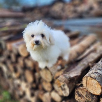 chiot Coton de tulear vita du royaume des p'tits loups Élevage du Royaume des P'tits Loups