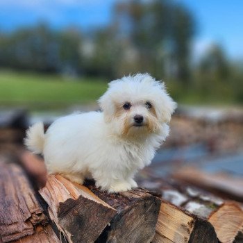 chiot Coton de tulear vita du royaume des p'tits loups Élevage du Royaume des P'tits Loups