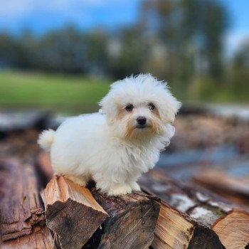 chiot Coton de tulear vita du royaume des p'tits loups Élevage du Royaume des P'tits Loups