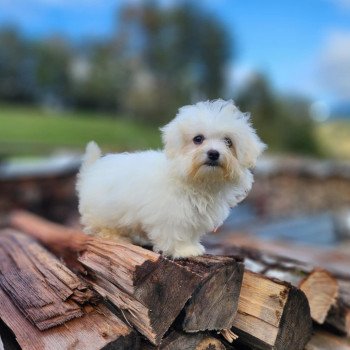 chiot Coton de tulear vita du royaume des p'tits loups Élevage du Royaume des P'tits Loups