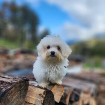 chiot Coton de tulear vita du royaume des p'tits loups Élevage du Royaume des P'tits Loups