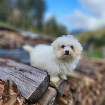 chiot Coton de tulear vita du royaume des p'tits loups Élevage du Royaume des P'tits Loups