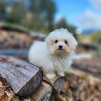 chiot Coton de tulear vita du royaume des p'tits loups Élevage du Royaume des P'tits Loups