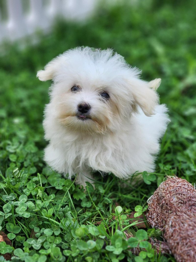 vita du royaume des p'tits loups Femelle Coton de tulear