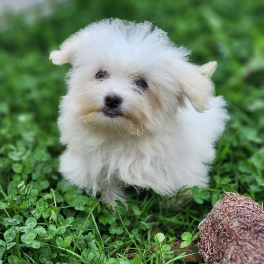 vita du royaume des p'tits loups Femelle Coton de tulear