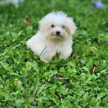 chiot Coton de tulear vita du royaume des p'tits loups Élevage du Royaume des P'tits Loups