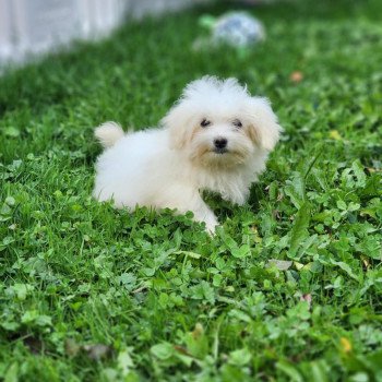 chiot Coton de tulear vita du royaume des p'tits loups Élevage du Royaume des P'tits Loups