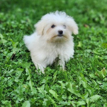 chiot Coton de tulear vita du royaume des p'tits loups Élevage du Royaume des P'tits Loups