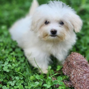 chiot Coton de tulear vita du royaume des p'tits loups Élevage du Royaume des P'tits Loups