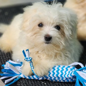 chiot Coton de tulear vita du royaume des p'tits loups Élevage du Royaume des P'tits Loups