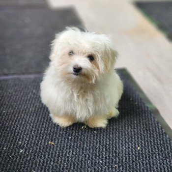 chiot Coton de tulear vita du royaume des p'tits loups Élevage du Royaume des P'tits Loups