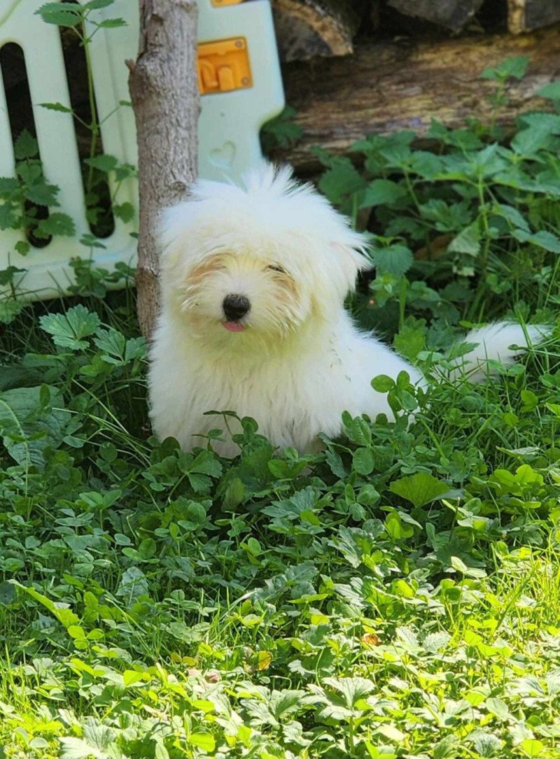 Volf du royaume des p'tits loups Mâle Coton de tulear