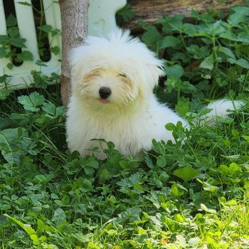 chiot Coton de tulear Volf du royaume des p'tits loups Élevage du Royaume des P'tits Loups