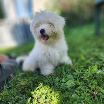 chiot Coton de tulear Volf du royaume des p'tits loups Élevage du Royaume des P'tits Loups