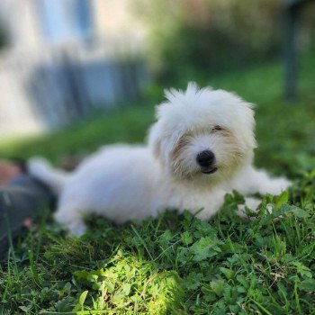 chiot Coton de tulear Volf du royaume des p'tits loups Élevage du Royaume des P'tits Loups