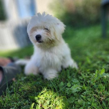 chiot Coton de tulear Volf du royaume des p'tits loups Élevage du Royaume des P'tits Loups