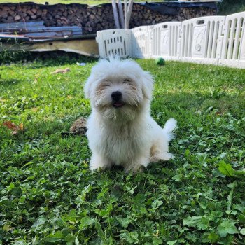 chiot Coton de tulear Volf du royaume des p'tits loups Élevage du Royaume des P'tits Loups