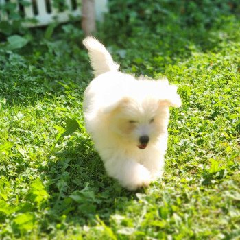 chiot Coton de tulear Volf du royaume des p'tits loups Élevage du Royaume des P'tits Loups