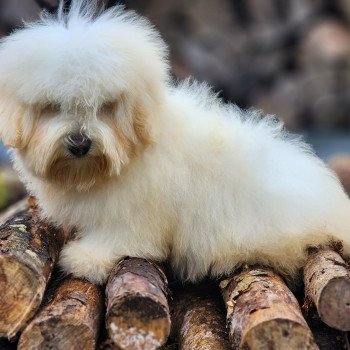 chiot Coton de tulear Volf du royaume des p'tits loups Élevage du Royaume des P'tits Loups