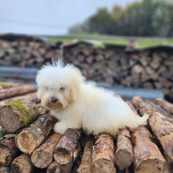 chiot Coton de tulear Volf du royaume des p'tits loups Élevage du Royaume des P'tits Loups