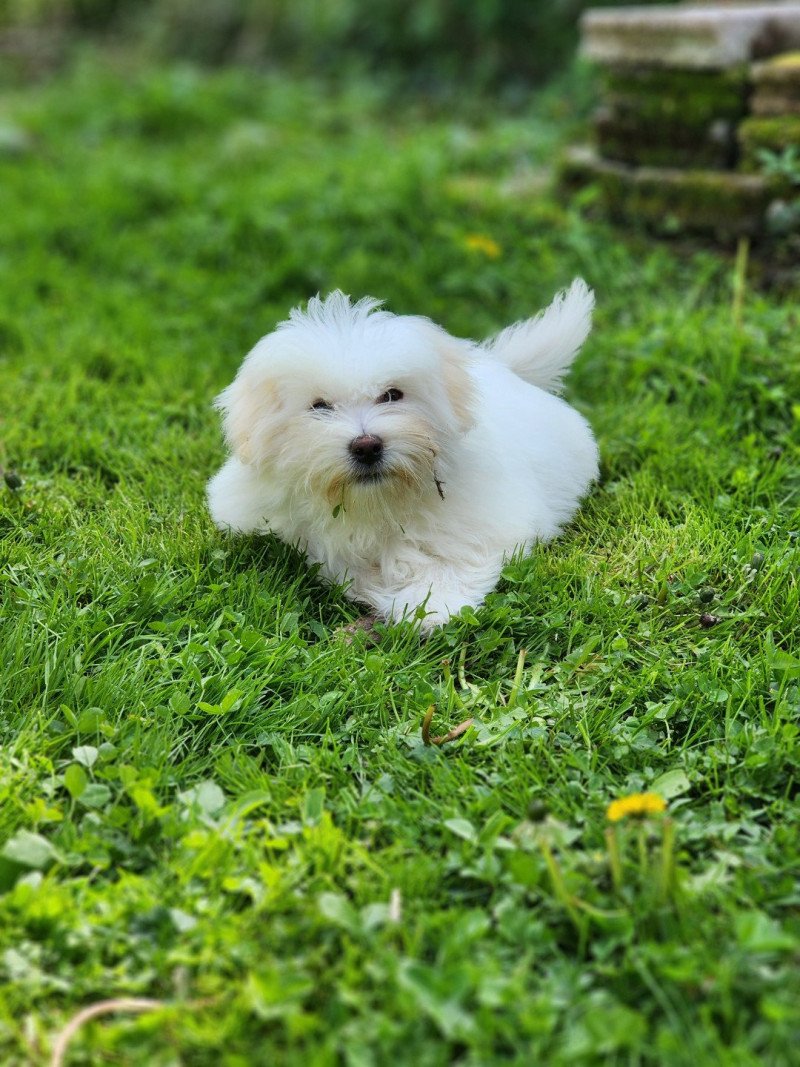 Viorg du royaume des p'tits loups Mâle Coton de tulear Viorg du royaume des p'tits loups Mâle Coton de tulear