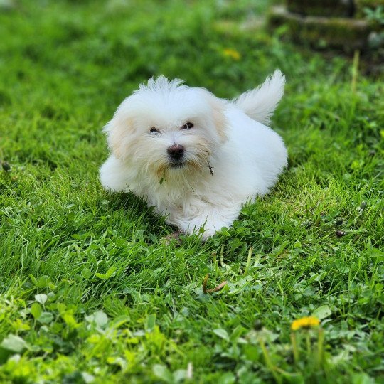 Viorg du royaume des p'tits loups Mâle Coton de tulear