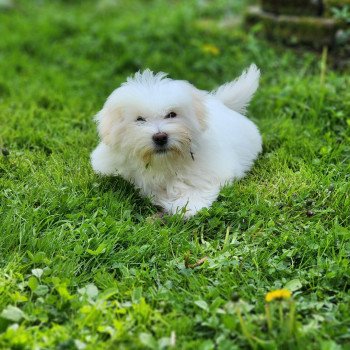 chiot Coton de tulear blc Viorg du royaume des p'tits loups Élevage du Royaume des P'tits Loups chiot Coton de tulear blc Viorg du royaume des p'tits loups Élevage du Royaume des P'tits Loups