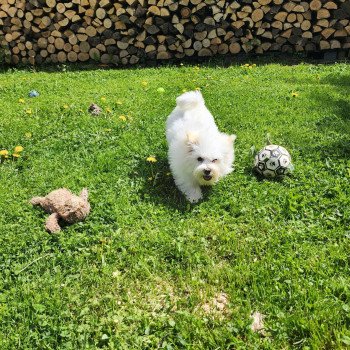 chiot Coton de tulear blc Viorg du royaume des p'tits loups Élevage du Royaume des P'tits Loups chiot Coton de tulear blc Viorg du royaume des p'tits loups Élevage du Royaume des P'tits Loups