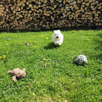 chiot Coton de tulear blc Viorg du royaume des p'tits loups Élevage du Royaume des P'tits Loups chiot Coton de tulear blc Viorg du royaume des p'tits loups Élevage du Royaume des P'tits Loups