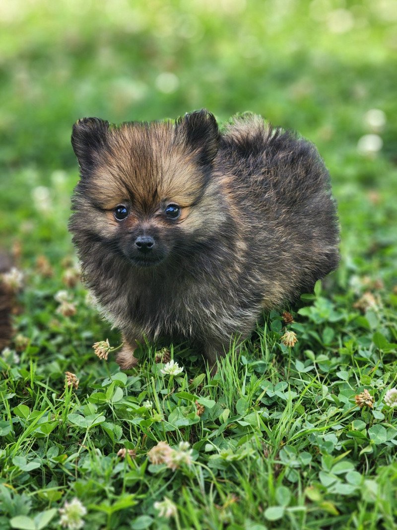 A Mâle Spitz allemand A Mâle Spitz allemand