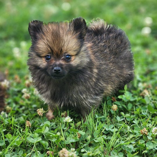 A Mâle Spitz allemand