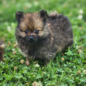 chiot Spitz allemand A Élevage du Royaume des P'tits Loups chiot Spitz allemand A Élevage du Royaume des P'tits Loups