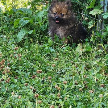 chiot Spitz allemand A Élevage du Royaume des P'tits Loups chiot Spitz allemand A Élevage du Royaume des P'tits Loups