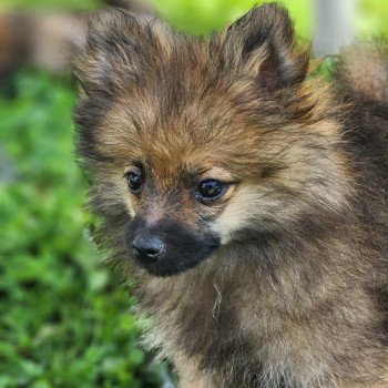 chiot Spitz allemand A Élevage du Royaume des P'tits Loups chiot Spitz allemand A Élevage du Royaume des P'tits Loups