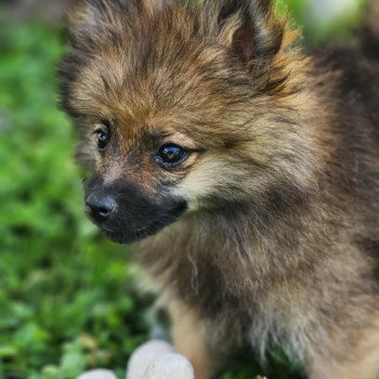 chiot Spitz allemand A Élevage du Royaume des P'tits Loups chiot Spitz allemand A Élevage du Royaume des P'tits Loups