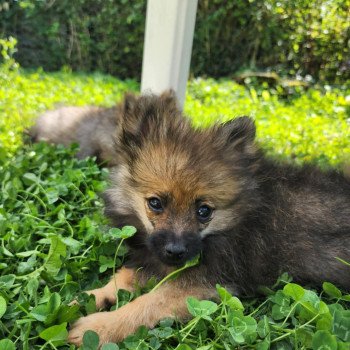 chiot Spitz allemand A Élevage du Royaume des P'tits Loups chiot Spitz allemand A Élevage du Royaume des P'tits Loups