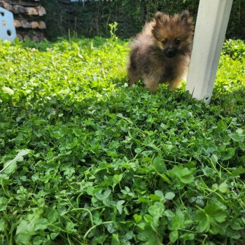 chiot Spitz allemand A Élevage du Royaume des P'tits Loups chiot Spitz allemand A Élevage du Royaume des P'tits Loups