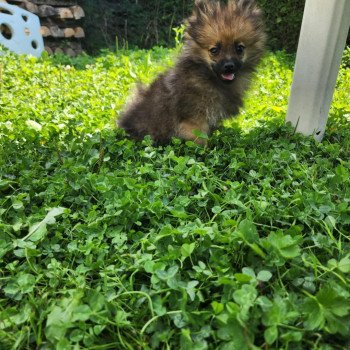 chiot Spitz allemand A Élevage du Royaume des P'tits Loups chiot Spitz allemand A Élevage du Royaume des P'tits Loups