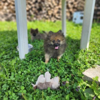 chiot Spitz allemand A Élevage du Royaume des P'tits Loups chiot Spitz allemand A Élevage du Royaume des P'tits Loups