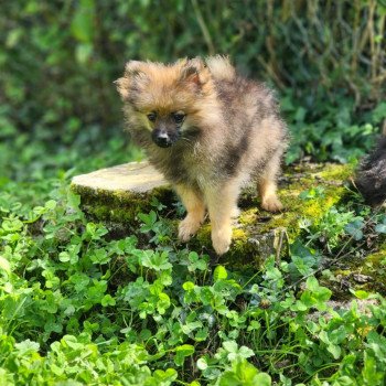 chiot Spitz allemand A Élevage du Royaume des P'tits Loups chiot Spitz allemand A Élevage du Royaume des P'tits Loups