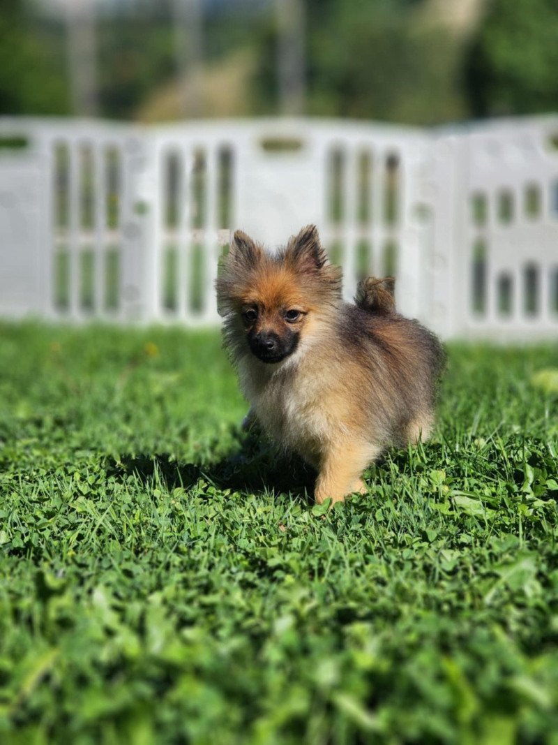 A Mâle Spitz allemand A Mâle Spitz allemand