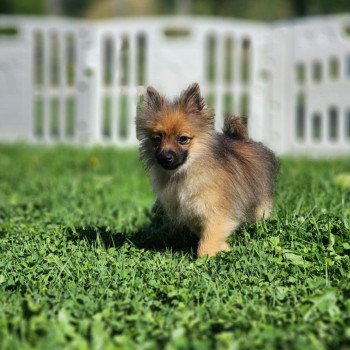 chiot Spitz allemand A Élevage du Royaume des P'tits Loups chiot Spitz allemand A Élevage du Royaume des P'tits Loups