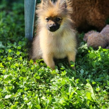 chiot Spitz allemand A Élevage du Royaume des P'tits Loups chiot Spitz allemand A Élevage du Royaume des P'tits Loups